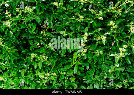 Close up de troène, ligustrum branches spéculatifs hedge Banque D'Images