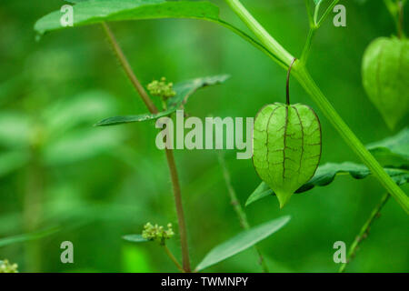 Information nutritionnelle sur Rasbhari, Physalis, ou des fruits d'or, Golden Berry, Physalis peruviana plante médicinale Banque D'Images