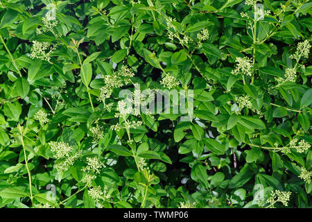 Troène de branches de couverture en fleur, ligustrum hedge Banque D'Images