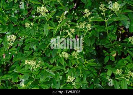 Close up de la floraison, les branches couverture Troène Ligustrum hedge Banque D'Images