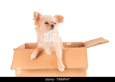 Chien Chihuahua blanc avec drôle méfiants ou sceptiques face sitting dans le fort isolé Banque D'Images