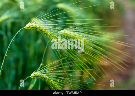 L'orge (Hordeum vulgare). Oreilles non mûr dans un champ après la pluie. UK Banque D'Images