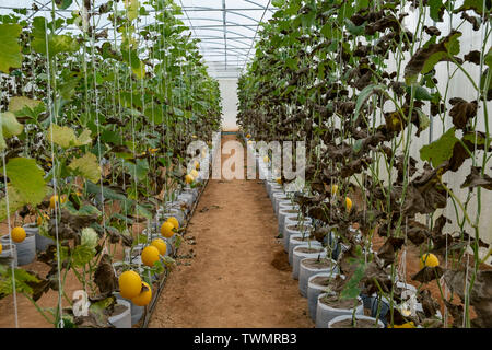 Les melons en serre ferme. Jeune Pousse de melons en serre, de plus en plus jaune, melons cantaloup ou melon de plantes poussant dans la région de jardin, Bio Eco Banque D'Images