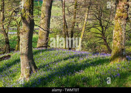 Bluebells sous le soleil du soir entouré de bois Banque D'Images