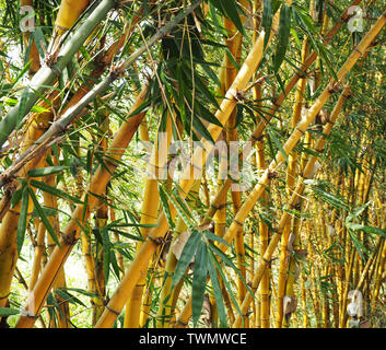 Les tiges de bambou jaune avec de jeunes feuilles vertes à Kochi Kerala Banque D'Images