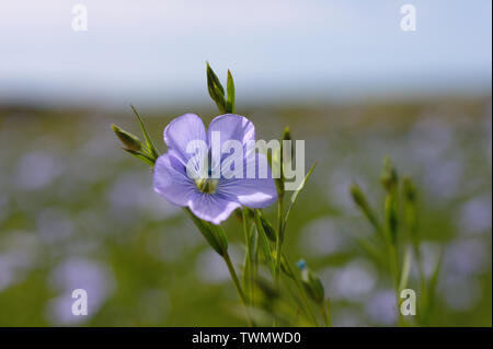 Fleur de lin bleu vif dans un champ de lin. Linum usitatissimum. Au sud de l'Angleterre. Banque D'Images