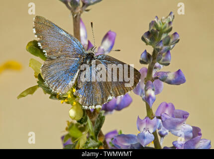 Vue dorsale d'une flèche mâle Glaucopsyche piasus papillon bleu, photographié, dans l'Oregon Cascades. Banque D'Images