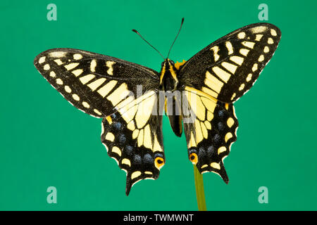 Portrait d'un anis Swallowtail Butterfly, Papilio zelicaon, photographié dans la chaîne des Cascades de centre de l'Oregon. Banque D'Images