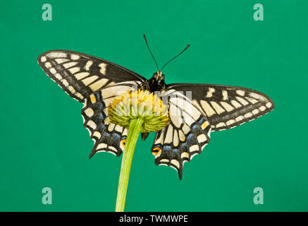 Portrait d'un anis Swallowtail Butterfly, Papilio zelicaon, photographié dans la chaîne des Cascades de centre de l'Oregon. Banque D'Images