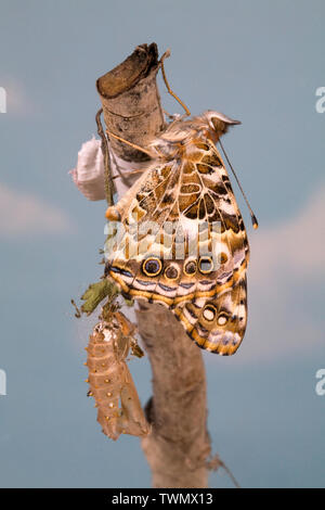 Une belle dame papillon, Vanessa cardui, juste après l'eclosing (émergence) de sa chrysalide. Banque D'Images