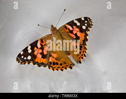 Portrait d'une belle dame papillon, Vanessa cardui, photographié dans la chaîne des Cascades de centre de l'Oregon, vue dorsale Banque D'Images