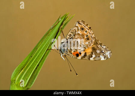 Portrait d'une dame de la côte ouest, papillon Vanessa annabella Banque D'Images