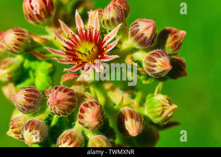 Macro photo de fleurs succulentes sempervivum rouge Banque D'Images