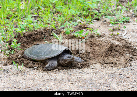 Une tortue serpentine creusant un trou dans la terre pour pondre dans les Adirondacks, NY USA Banque D'Images