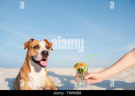 Le traitement d'un verre de cocktail froid verre sur la plage. Des vacances d'été, moment de la mer concept : smiling dog et la main de l'homme lui donnant un refresh Banque D'Images