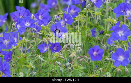 Un gros plan d'une photo avec une abeille campanule Banque D'Images