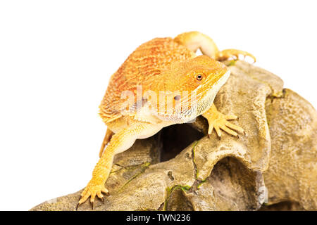 Jeune dragon barbu debout sur un animal à la recherche d'un crâne prier, isolé sur un fond blanc. Banque D'Images