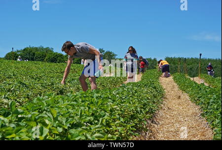 2229, TC / USA - 9 juin 2019 : fraises à Lyman's Orchards Banque D'Images