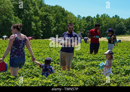 2229, TC / USA - 9 juin 2019 : fraises à Lyman's Orchards Banque D'Images