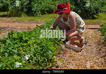 2229, TC / USA - 9 juin 2019 : femme aller cueillir des fraises à Lyman's Orchards Banque D'Images