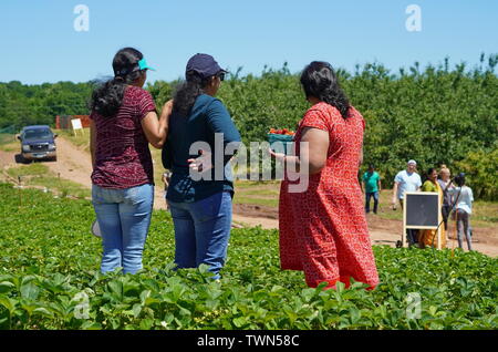 2229, TC / USA - 9 juin 2019 : fraises à Lyman's Orchards Banque D'Images