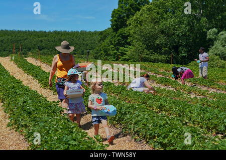 2229, TC / USA - 9 juin 2019 : fraises à Lyman's Orchards Banque D'Images