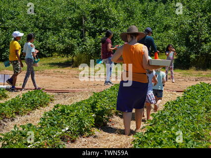 2229, TC / USA - 9 juin 2019 : fraises à Lyman's Orchards Banque D'Images