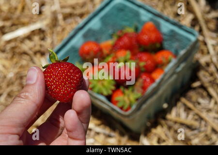 Les fraises cueillies fraîches dans un récipient de l'hay Banque D'Images