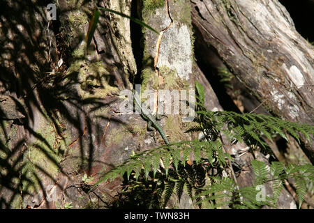 Un lézard sur un tronc d'arbre se baignant dans le soleil à Valdivia, Chili Banque D'Images