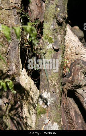 Un lézard sur un tronc d'arbre se baignant dans le soleil à Valdivia, Chili Banque D'Images