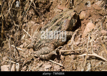 Crapaud dans le pré grand Banque D'Images