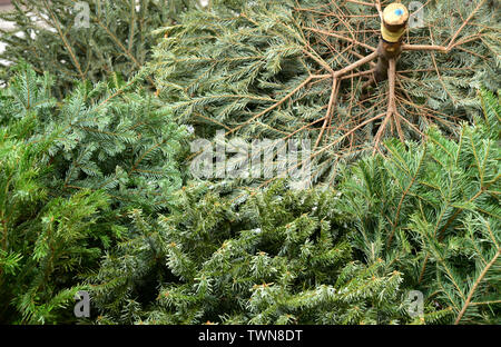 Les arbres de Noël jetés à la fin de l'Vacances hiver Banque D'Images