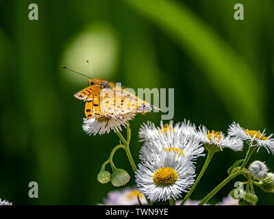 Un papillon, tropical fritillary argynnis hyperbius, repose sur de petites marguerites blanches dans un parc japonais. Banque D'Images