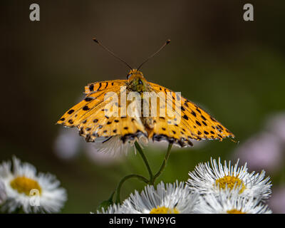 Un papillon, tropical fritillary argynnis hyperbius, repose sur de petites marguerites blanches dans un parc japonais. Banque D'Images