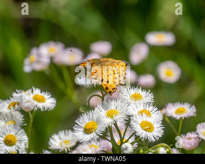 Un papillon, tropical fritillary argynnis hyperbius, repose sur de petites marguerites blanches dans un parc japonais. Banque D'Images