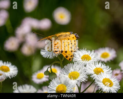 Un papillon, tropical fritillary argynnis hyperbius, repose sur de petites marguerites blanches dans un parc japonais. Banque D'Images