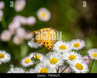 Un papillon, tropical fritillary argynnis hyperbius, repose sur de petites marguerites blanches dans un parc japonais. Banque D'Images