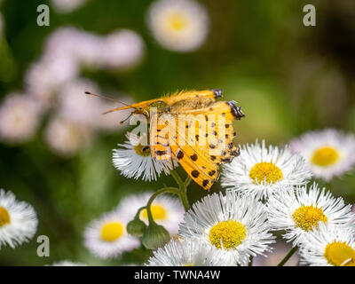 Un papillon, tropical fritillary argynnis hyperbius, repose sur de petites marguerites blanches dans un parc japonais. Banque D'Images