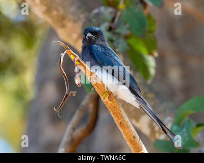 Drongo à ventre blanc (Dicrurus caerulescens caerulescens) 'course' Banque D'Images