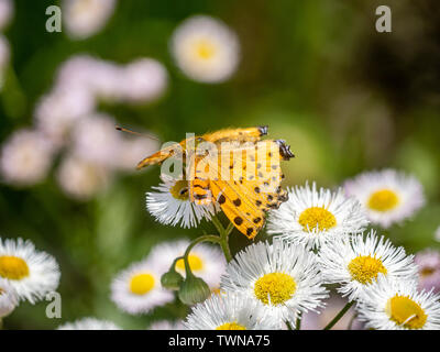 Un papillon, tropical fritillary argynnis hyperbius, repose sur de petites marguerites blanches dans un parc japonais. Banque D'Images