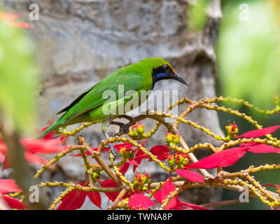 À la façade d'or Leafbird (Chloropsis aurifrons) race 'frontalis' Banque D'Images