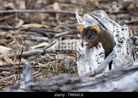 À pieds jaunes flavipes Antechinus) Banque D'Images