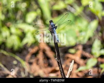 Un homme à queue blanche, libellule Orthetrum albistylum, repose sur l'extrémité d'une petite brindille dans un petit parc japonais. Banque D'Images