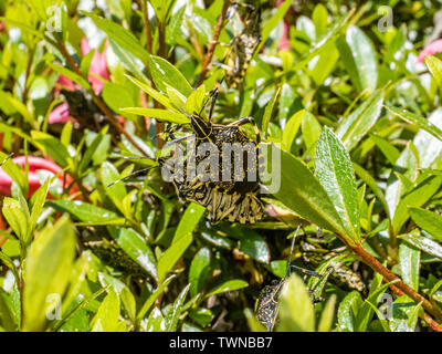 Un chouette jaune stink bug, erthesina fullo, sur une haie de buissons d'azalées dans le cadre d'un essaim de ces insectes. Banque D'Images