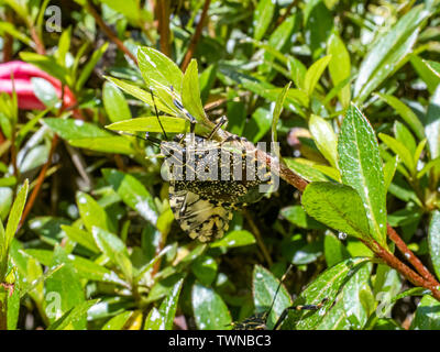 Un chouette jaune stink bug, erthesina fullo, sur une haie de buissons d'azalées dans le cadre d'un essaim de ces insectes. Banque D'Images