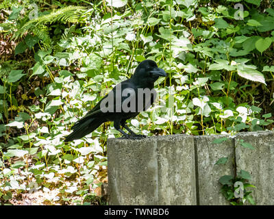 Une large-billed crow Corvus macrorhynchos, est assis sur un demi-mur de béton dans un parc japonais Banque D'Images