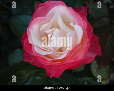 Rose rouge et blanche, 'Nostalgie' en fleurs Banque D'Images
