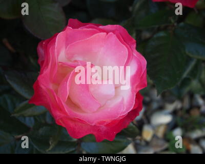 Rose rouge et blanche, 'Nostalgie' en fleurs Banque D'Images
