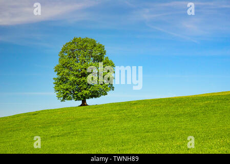 Lonely tree sur un pré vert au printemps Banque D'Images