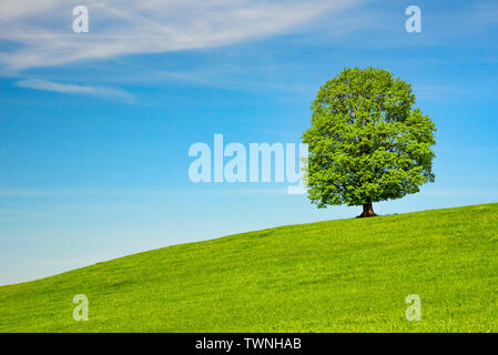Lonely tree sur un pré vert au printemps Banque D'Images